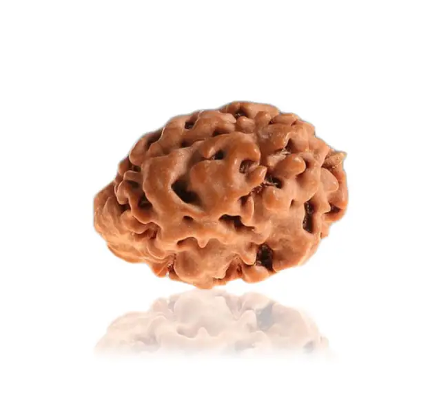1 Mukhi Rudraksha himalayan – image 3