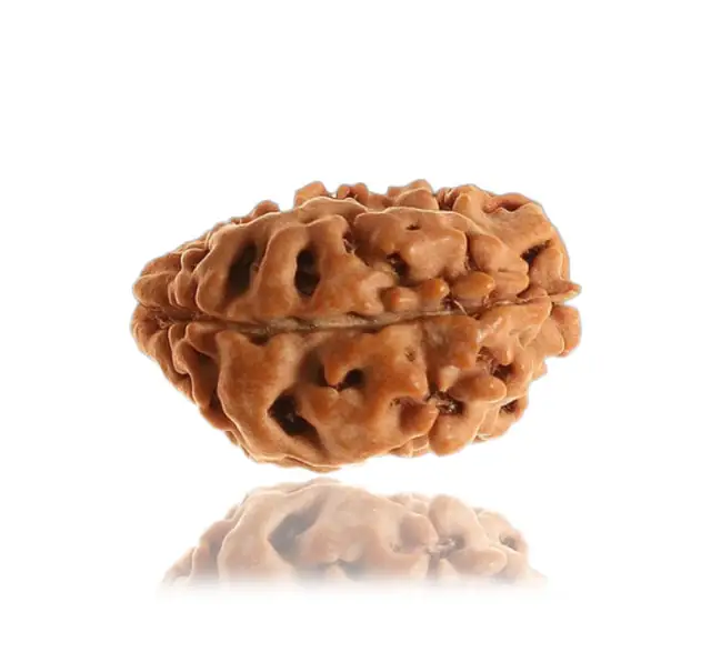 1 Mukhi Rudraksha himalayan – image 4
