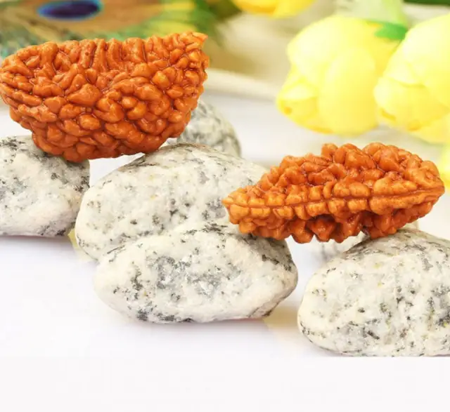 01 Mukhi / Faced Rameshwaram – image 3