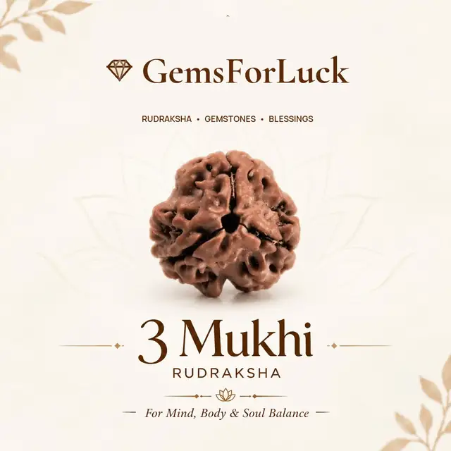 3 Mukhi / Faced Nepali Rudraksha