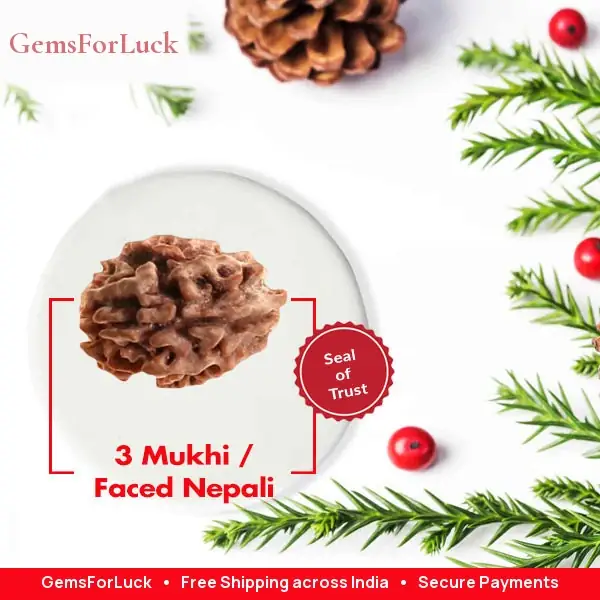 3 Mukhi / Faced Nepali Rudraksha – image 3