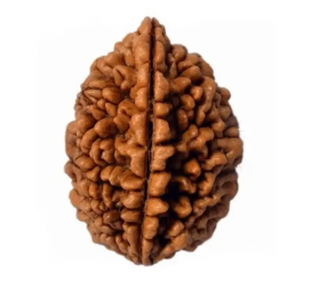 02 Mukhi Rameshwaram Rudraksha – image 3
