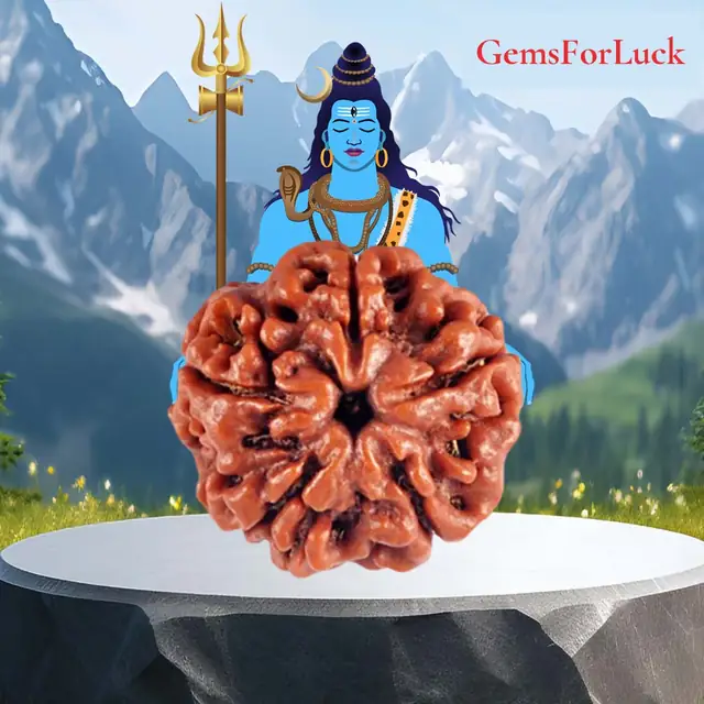 05 Mukhi / Faced Natural Nepali Rudraksha Beads – image 2