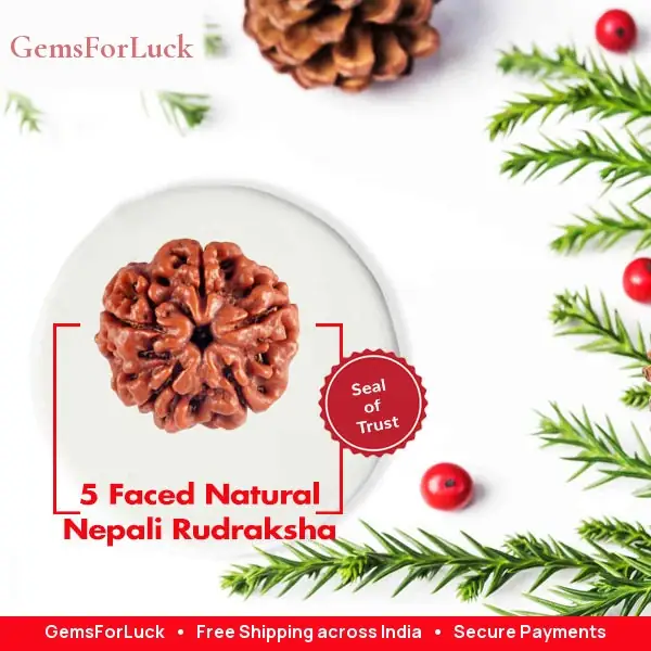05 Mukhi / Faced Natural Nepali Rudraksha Beads – image 3