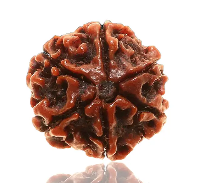 06 Mukhi / Faced Natural Nepali Rudraksha Beads Collector – image 3