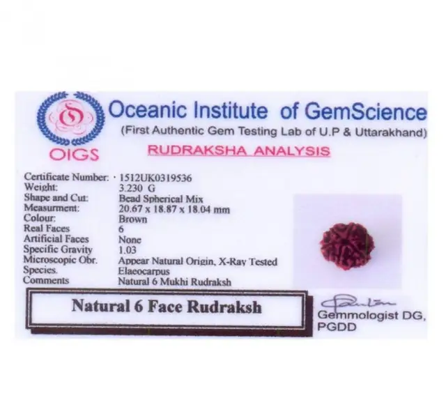 06 Mukhi / Faced Natural Nepali Rudraksha Beads Collector – image 4