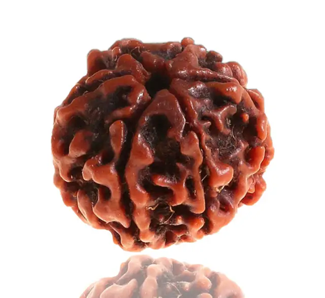 06 Mukhi / Faced Natural Nepali Rudraksha Beads Collector – image 5