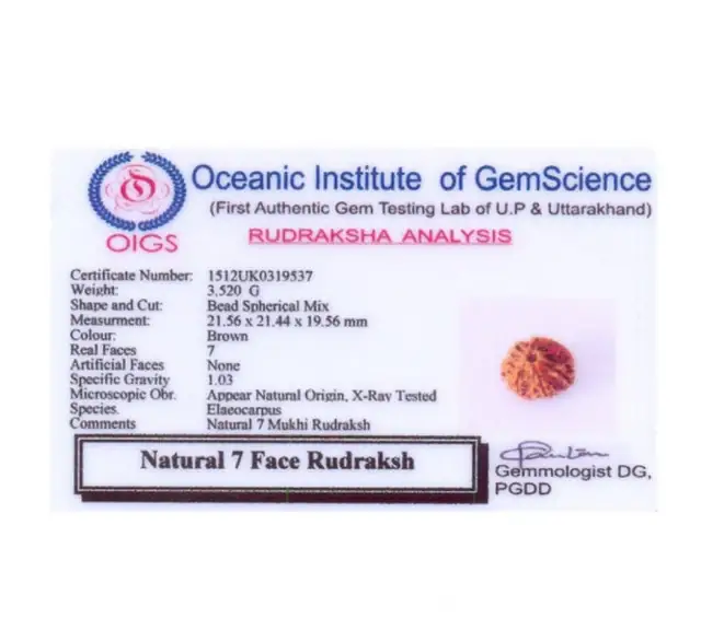 07 Faced Natural Nepali Rudraksha Beads Collector – image 4
