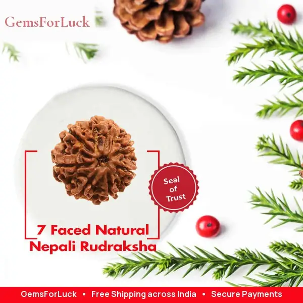 07 Faced Natural Nepali Rudraksha Beads – image 3