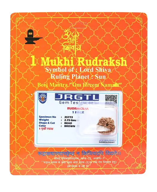 1 Mukhi Gol Rudraksha Collector – image 2
