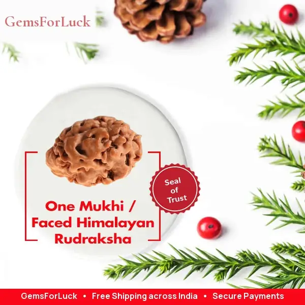 1 Mukhi Rudraksha Collector – image 2