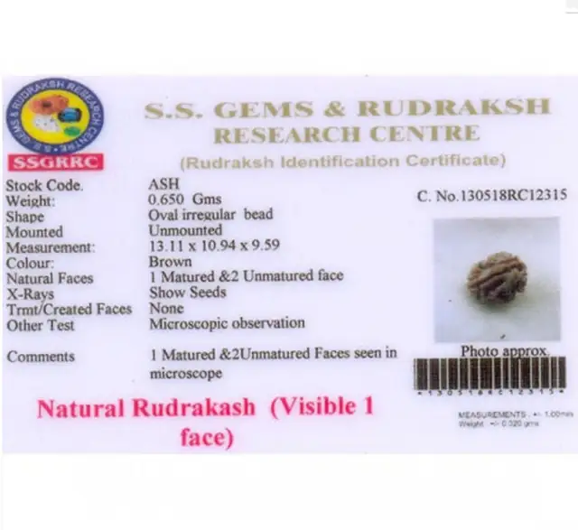 1 Mukhi Rudraksha Collector – image 5