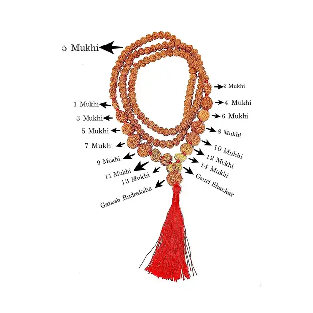 1-14 Mukhi Rudraksha with Gauri Shankar kantha indonesia Indrani Mala – image 4