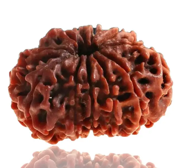 10 Faced Natural Nepali Rudraksha Beads – image 5