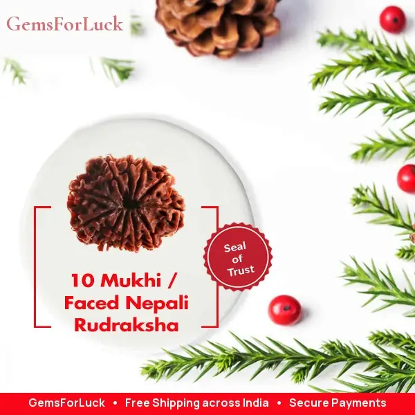 10 Faced Natural Nepali Rudraksha Beads collector – image 2