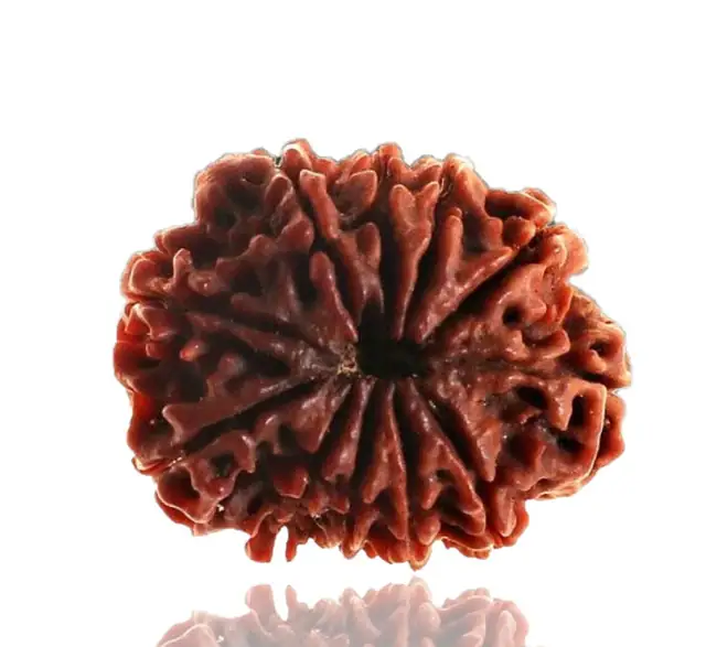 10 Faced Natural Nepali Rudraksha Beads collector – image 3