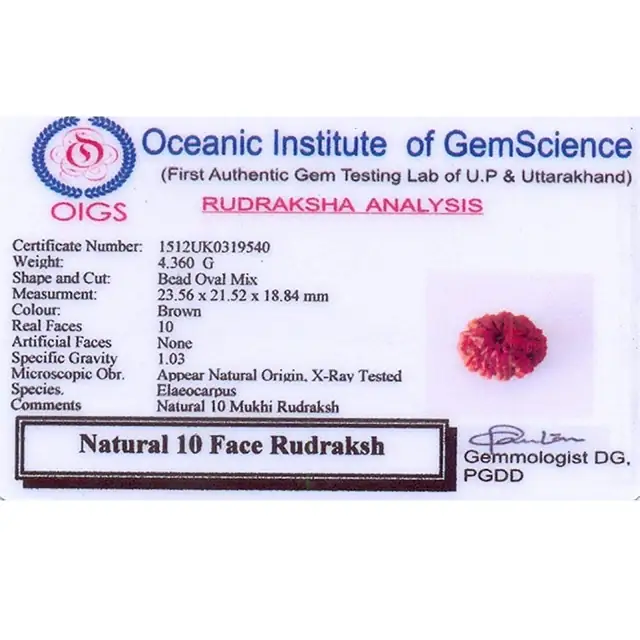 10 Mukhi Rudraksha Pendant – image 6