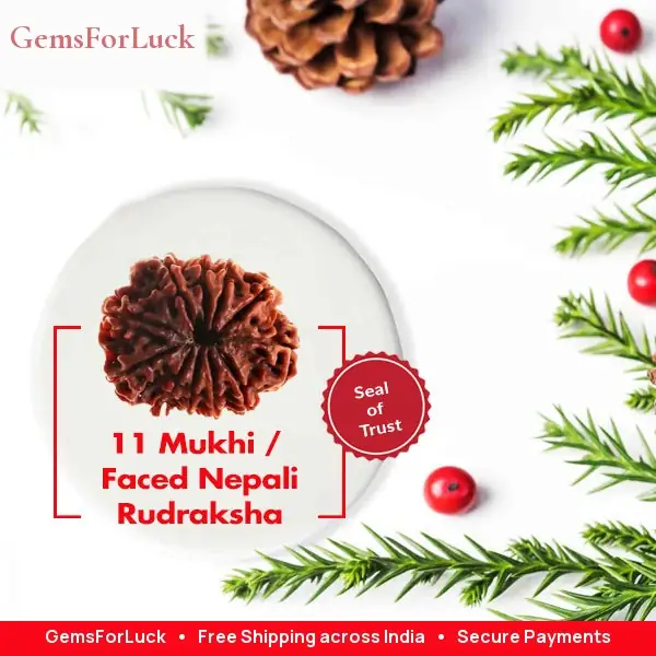11 Faced / Mukhi Nepali Rudraksha Beads – image 3
