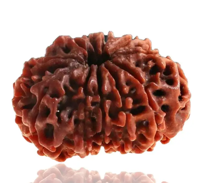 11 Faced / Mukhi Nepali Rudraksha Beads – image 4