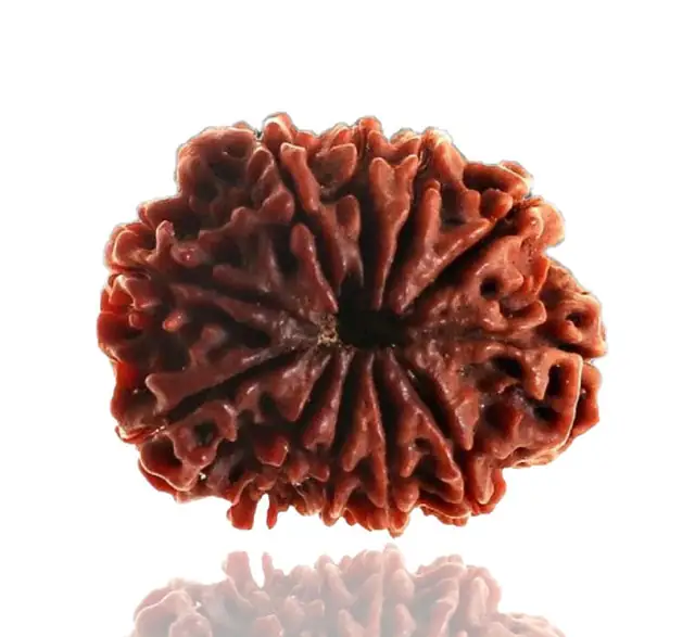 11 Faced / Mukhi Nepali Rudraksha Beads – image 5