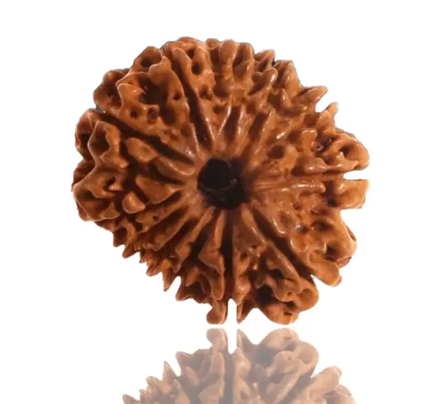 12 Faced Natural Nepali Rudraksha Beads collector – image 4