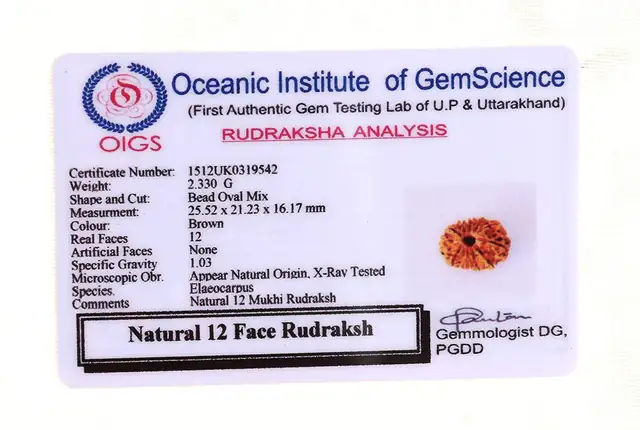 12 Faced Natural Nepali Rudraksha Beads collector – image 5