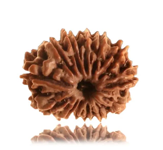 13 Faced Natural Nepali Rudraksha Beads – image 4