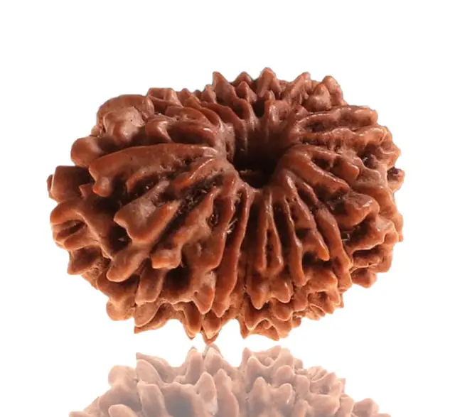 13 Faced Natural Nepali Rudraksha Beads – image 5