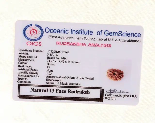 13 Faced Natural Nepali Rudraksha Beads – image 6