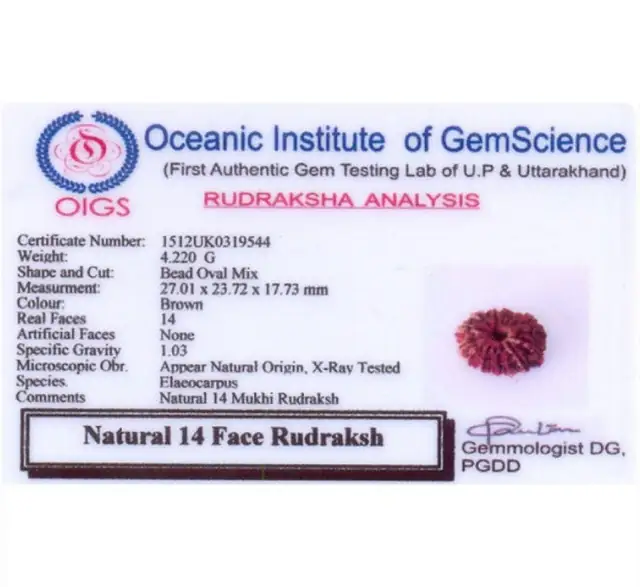 14 Faced Natural Nepali Rudraksha Beads – image 6
