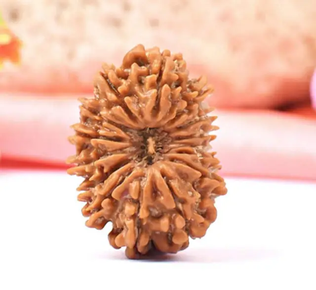 15 Faced Natural Nepali Rudraksha Bead collector – image 3