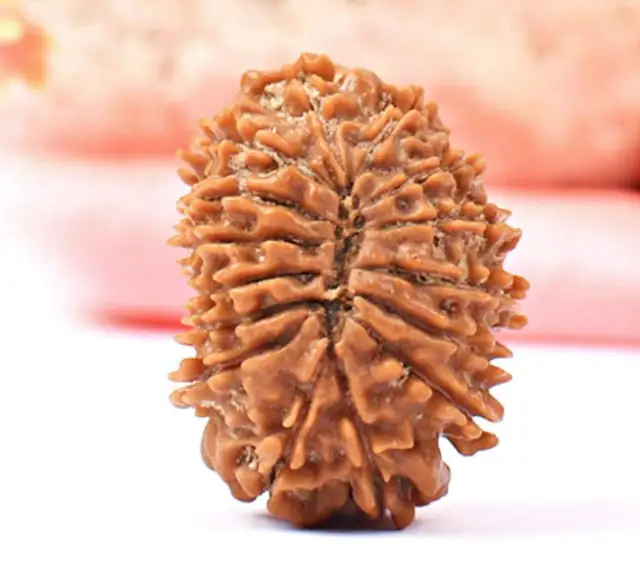 15 Faced Natural Nepali Rudraksha Beads – image 5