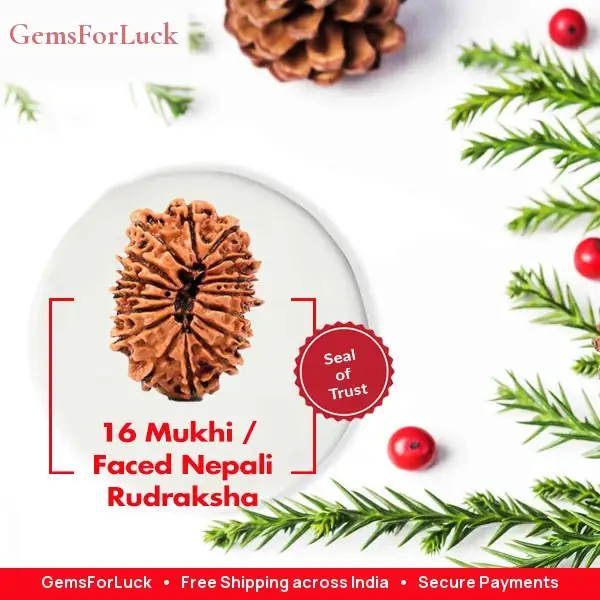 16 Faced Natural Nepali Rudraksha Beads collector – image 2