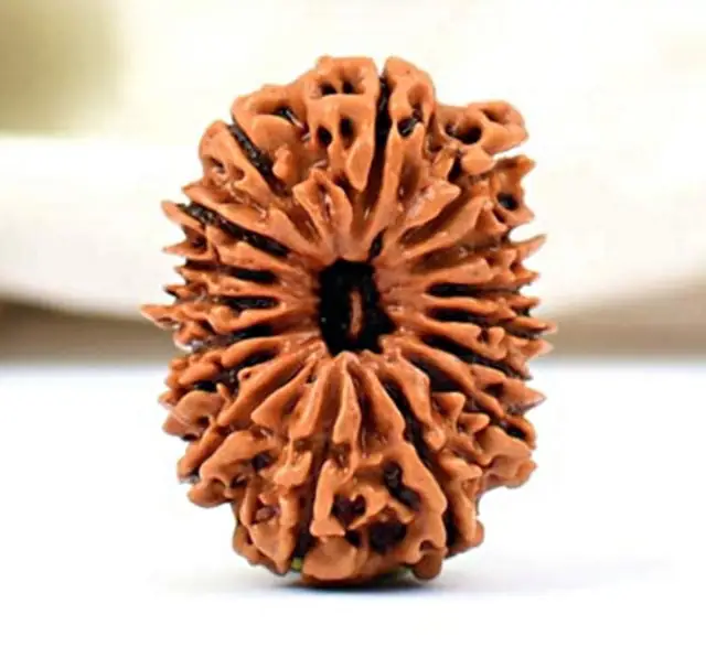 16 Faced Natural Nepali Rudraksha Beads collector – image 3