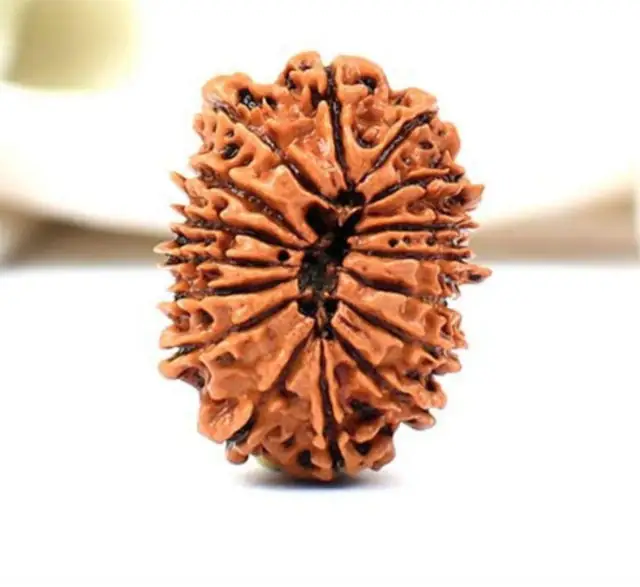 16 Faced Natural Nepali Rudraksha Beads – image 5