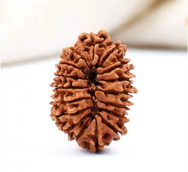 17 Faced Natural Nepali Rudraksha Bead collector – image 4
