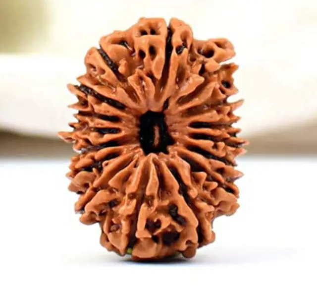 17 Faced Natural Nepali Rudraksha Beads – image 4