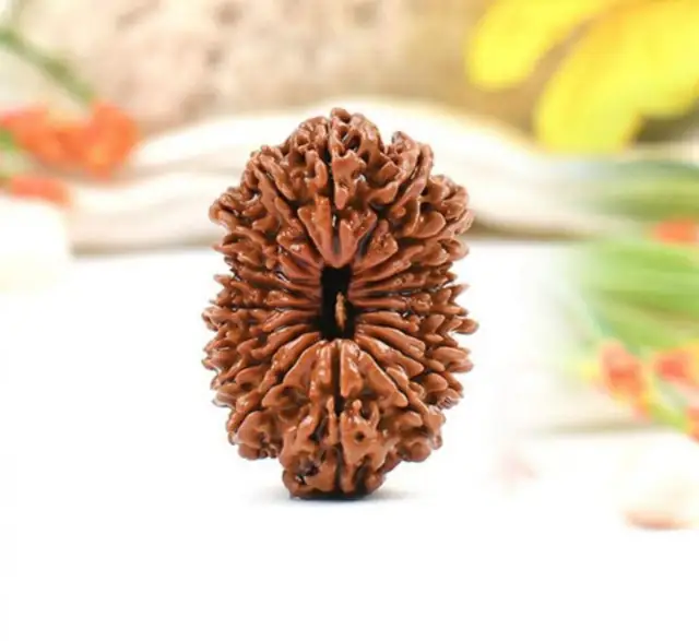 18 Mukhi Nepali Rudraksha Beads collector – image 3