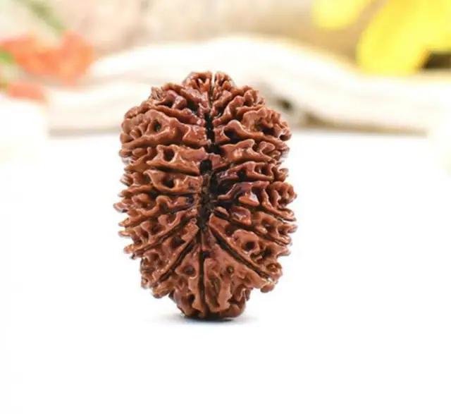 18 Mukhi Nepali Rudraksha Beads collector – image 4