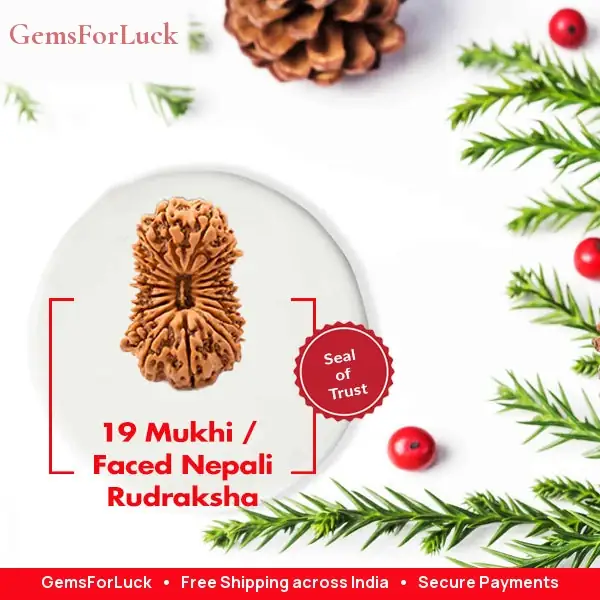 19 Mukhi Nepali Rudraksha Beads collector – image 2