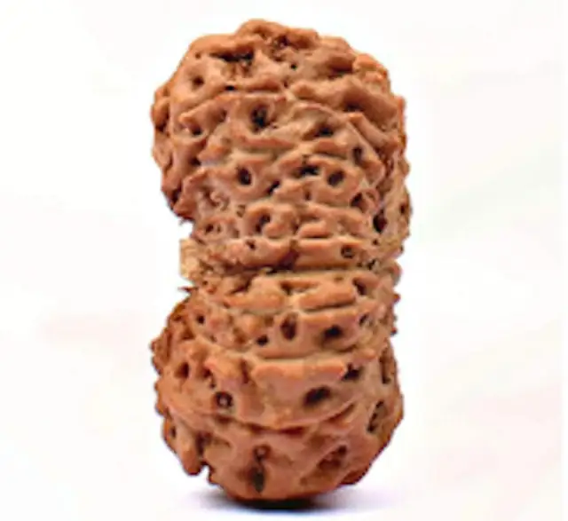 19 Mukhi Nepali Rudraksha Beads collector – image 4
