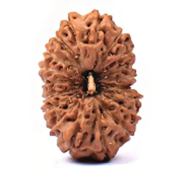 19 Mukhi Nepali Rudraksha Beads – image 3