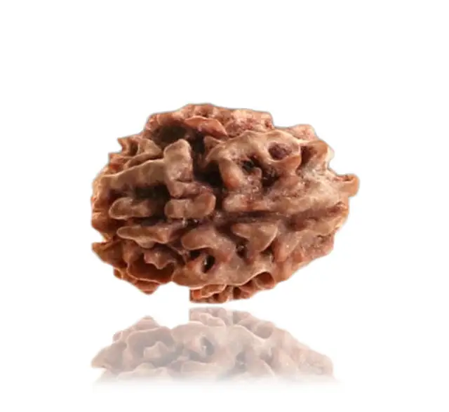 2 Faced Nepali Rudraksha Collector – image 3