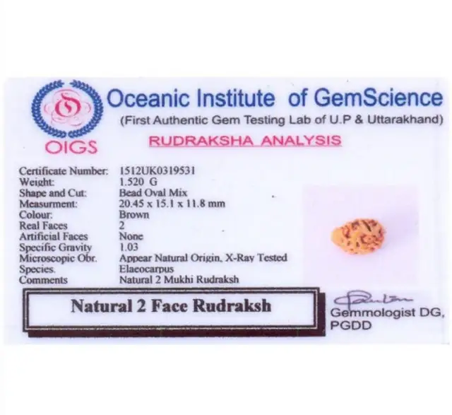 2 Faced Nepali Rudraksha Collector – image 4