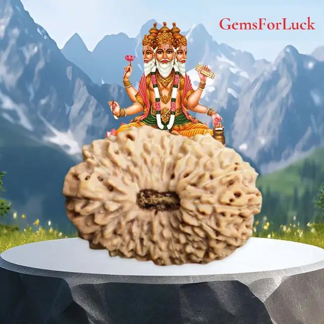 20 Mukhi Nepali Rudraksha Beads collector