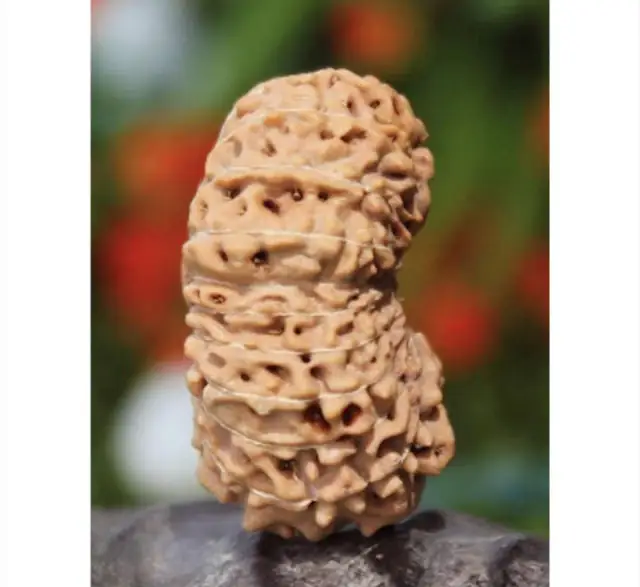 20 Mukhi Nepali Rudraksha Beads collector – image 4