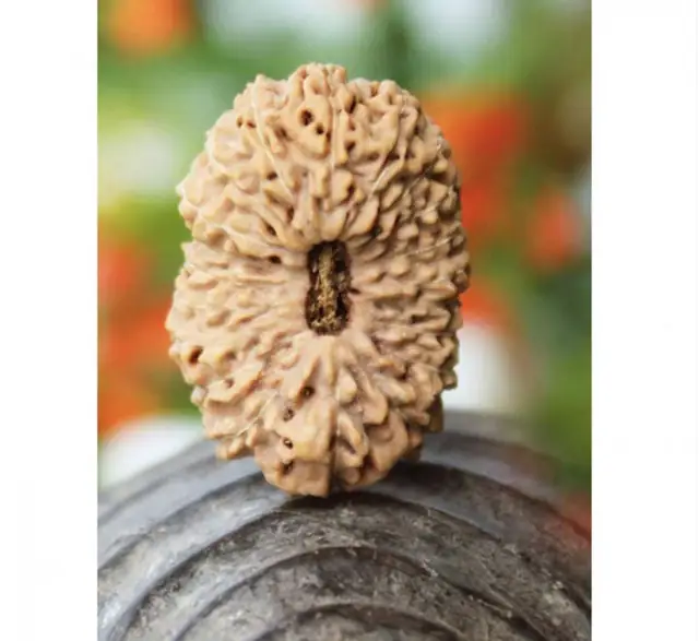 20 Mukhi Nepali Rudraksha Beads collector – image 5