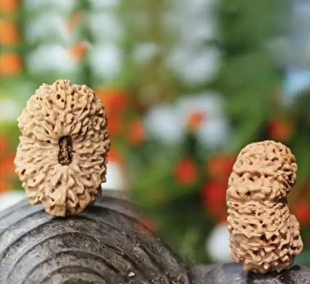 20 Mukhi Nepali Rudraksha Beads – image 3