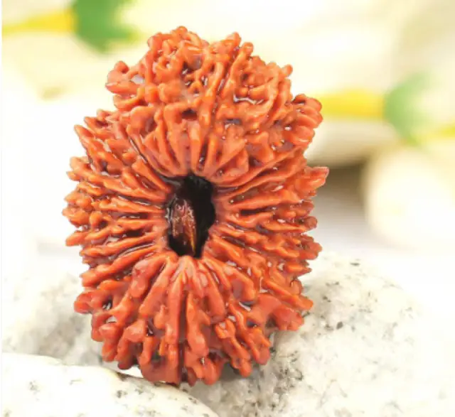21 Faced Natural Nepali Rudraksha Beads – image 3