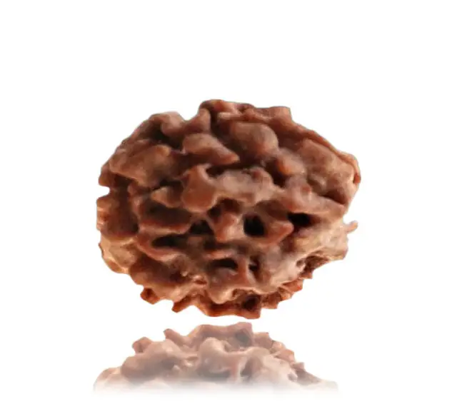 3 Mukhi / Faced Nepali Rudraksha Collector – image 4